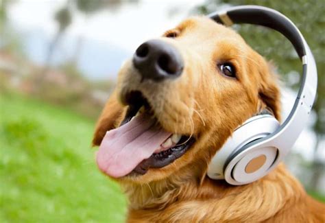 Does Loud Music Hurt Dogs' Ears? - A Detailed Insight into the Potential Effects